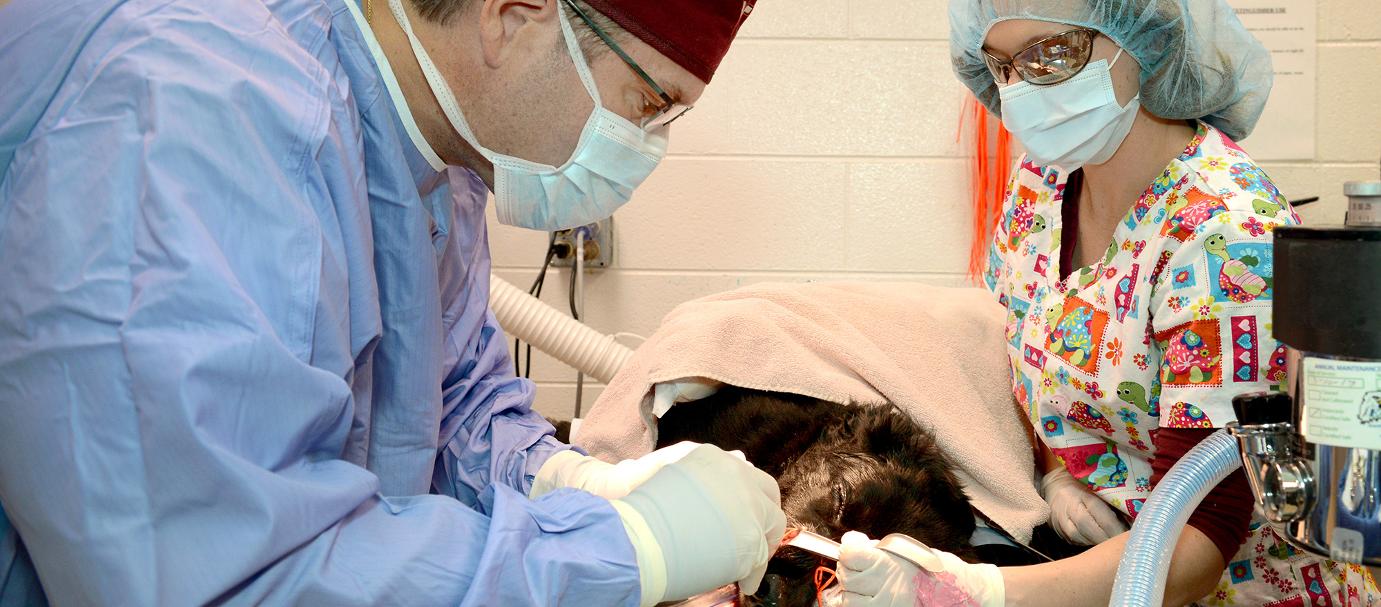 dog surgery cat surgery